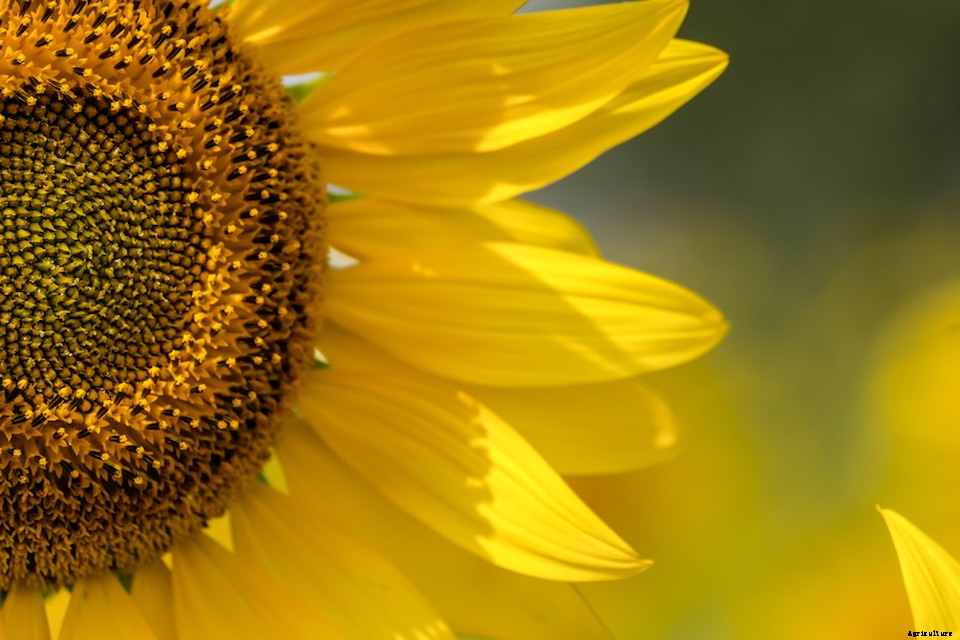 8 Plants for Hair and Skin Care