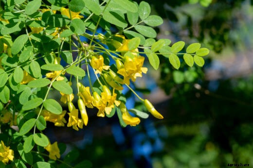 Seven Perennial Soil-Building Plants