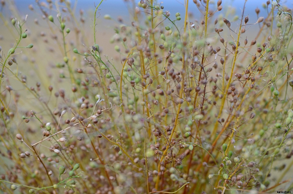 8 Plants for Hair and Skin Care