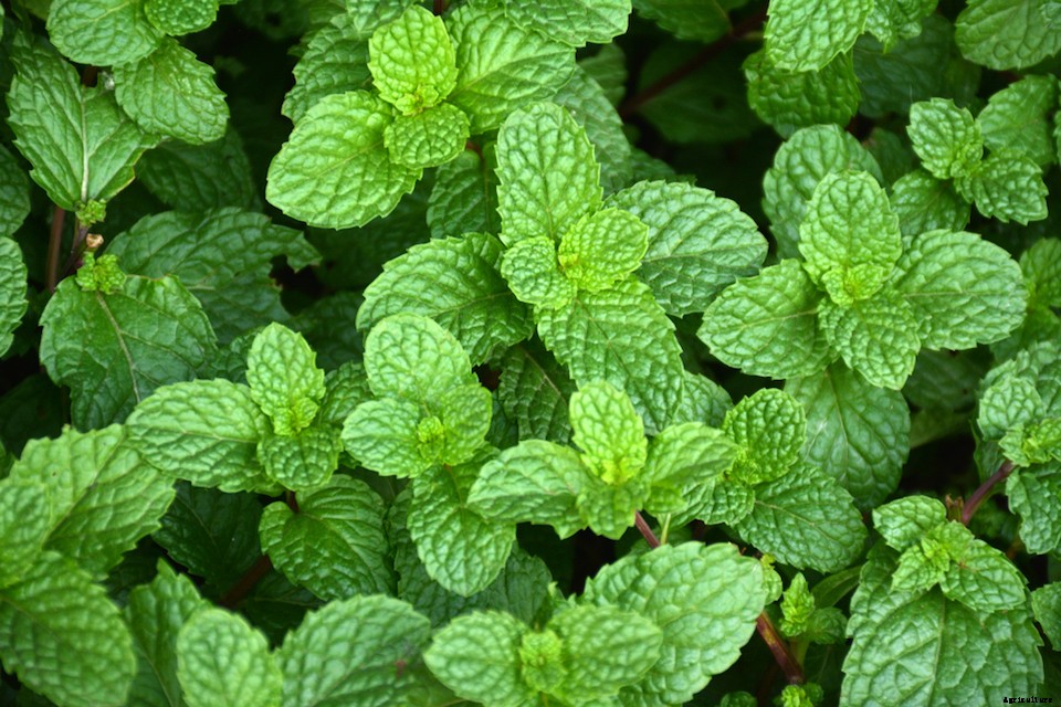 8 Plants for Hair and Skin Care