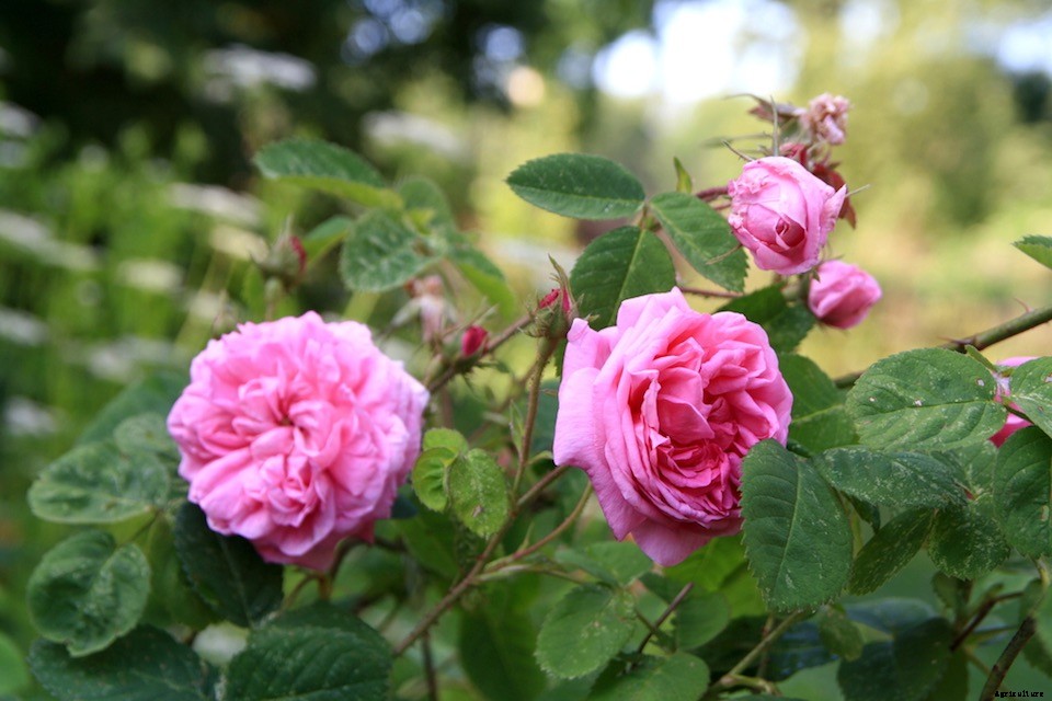 8 Plants for Hair and Skin Care