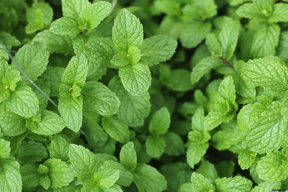 Natural Remedies: 8 Plants That Promote Wellness