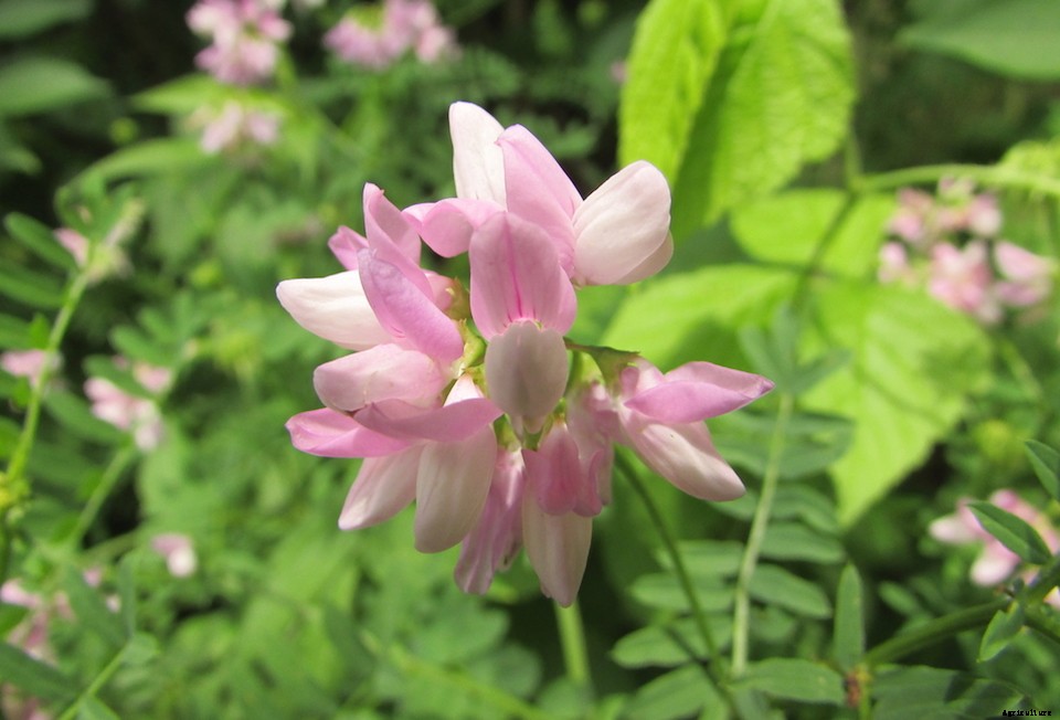 Natural Remedies: 8 Plants That Promote Wellness