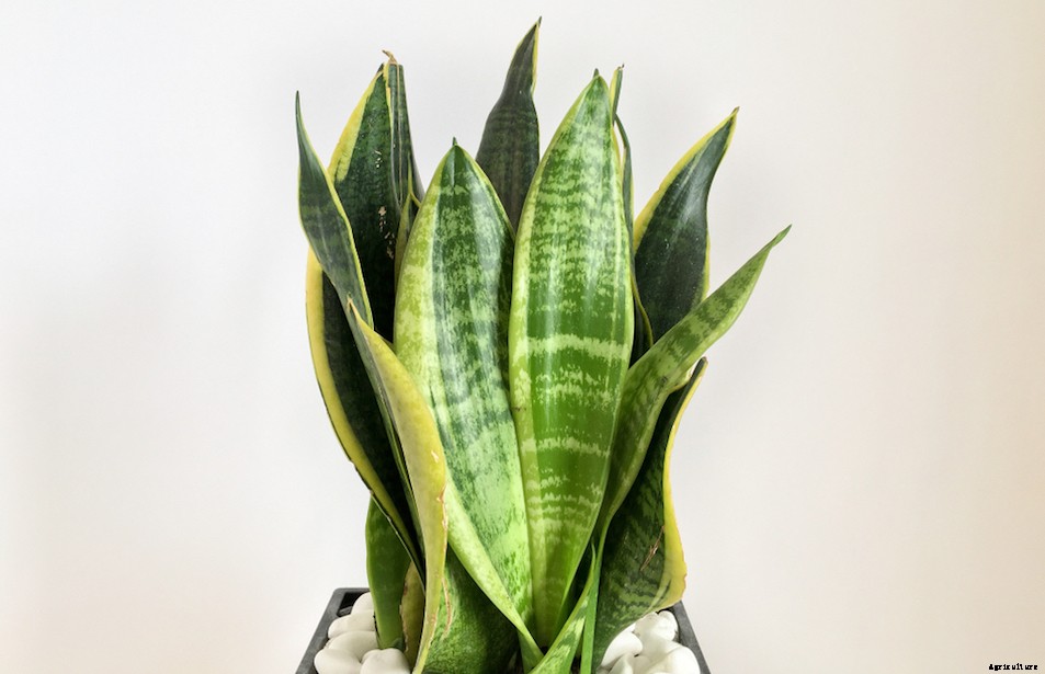 The Best Indoor Office Plants”and How to Care for Them