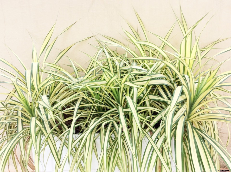 The Best Indoor Office Plants”and How to Care for Them