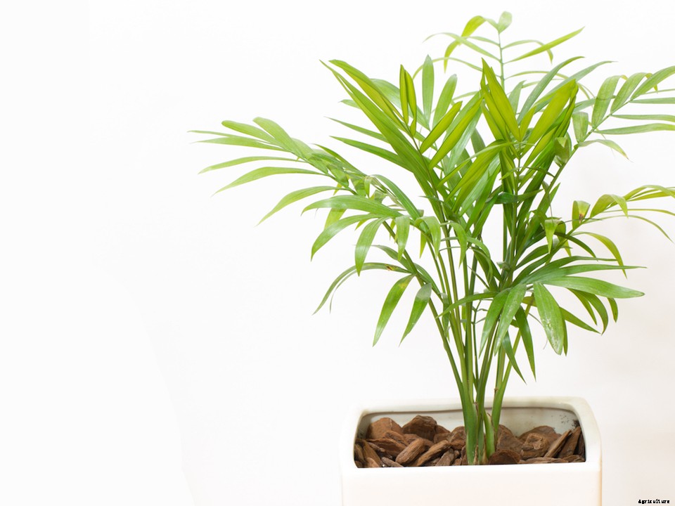 The Best Indoor Office Plants”and How to Care for Them
