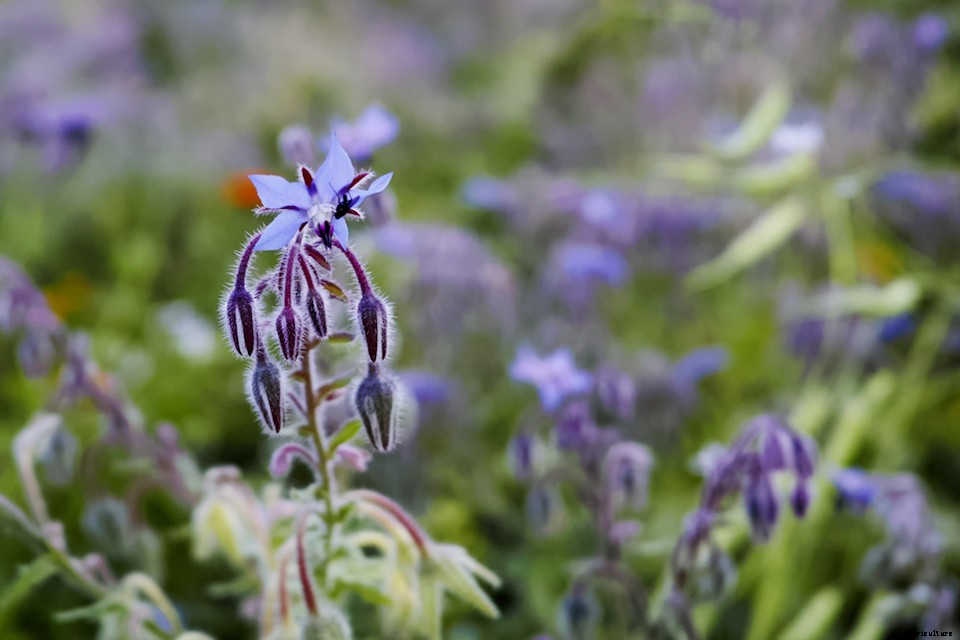 More Than Good Looks: Try These 10 Edible Flowers
