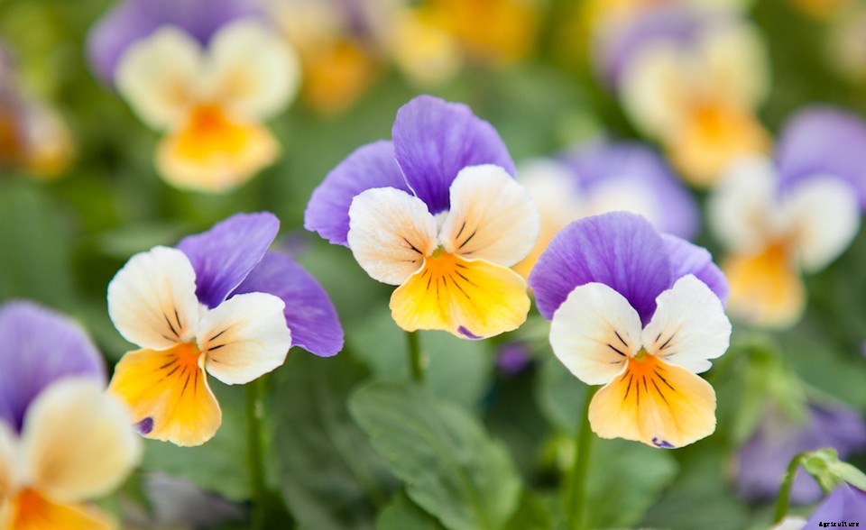 More Than Good Looks: Try These 10 Edible Flowers