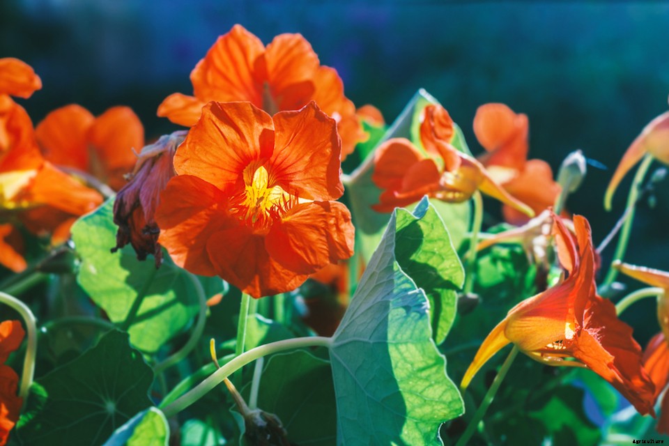 More Than Good Looks: Try These 10 Edible Flowers