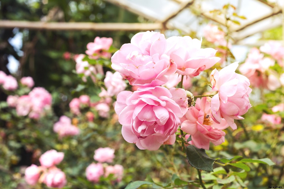 More Than Good Looks: Try These 10 Edible Flowers