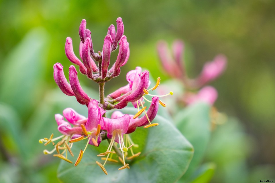 The Best Plants to Attract Pollinators, by Region