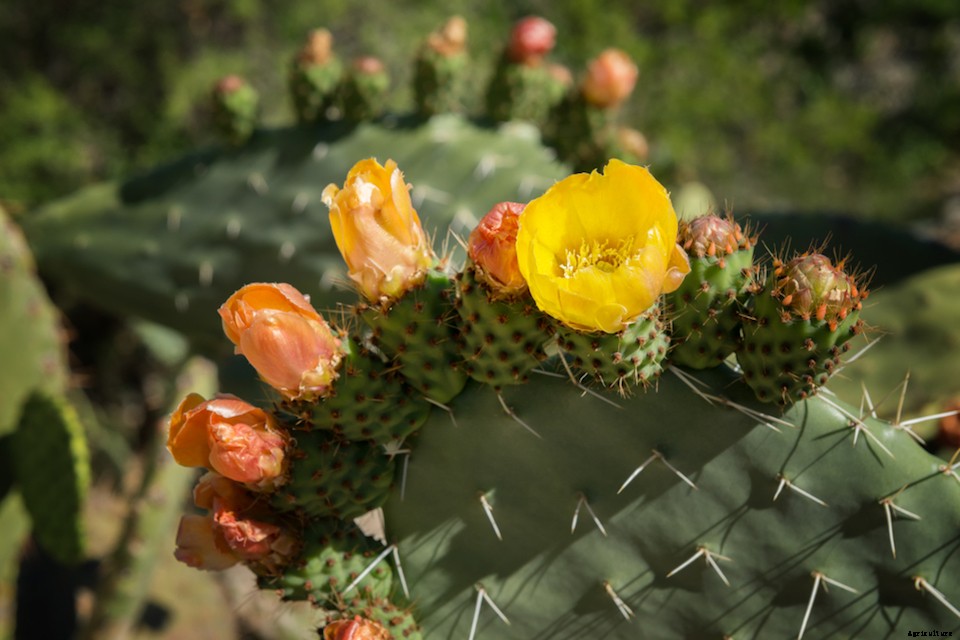 The Best Plants to Attract Pollinators, by Region
