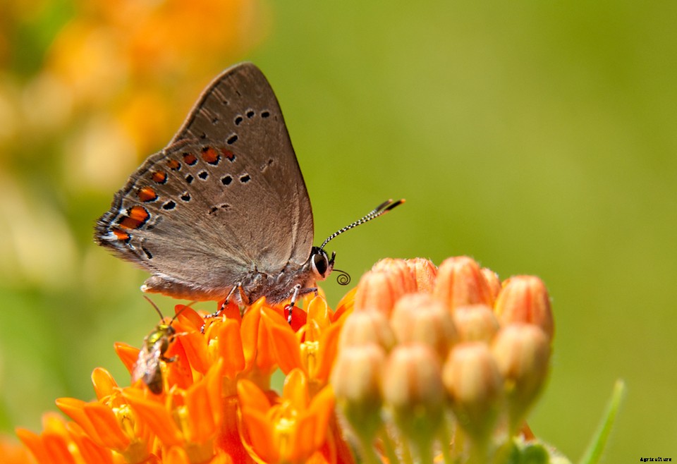 The Best Plants to Attract Pollinators, by Region