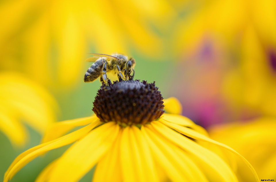The Best Plants to Attract Pollinators, by Region