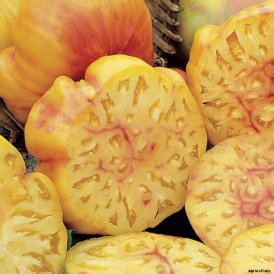 15 Ag & Culinary Pros Share Their Favorite Heirloom Tomatoes