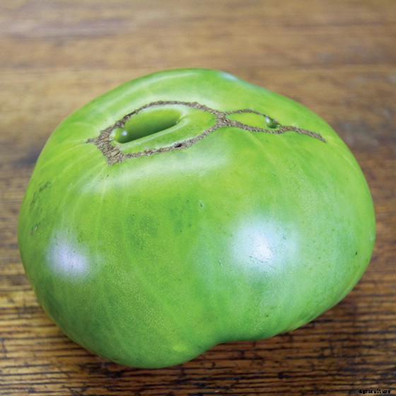 15 Ag & Culinary Pros Share Their Favorite Heirloom Tomatoes