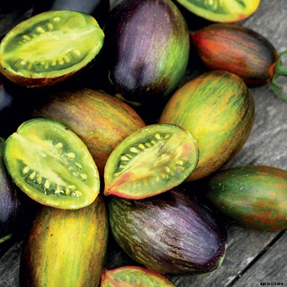 15 Ag & Culinary Pros Share Their Favorite Heirloom Tomatoes