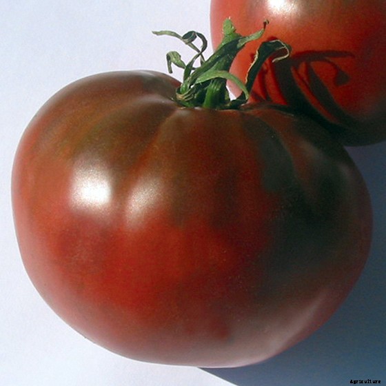 15 Ag & Culinary Pros Share Their Favorite Heirloom Tomatoes
