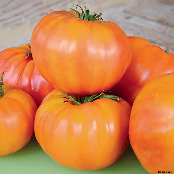 15 Ag & Culinary Pros Share Their Favorite Heirloom Tomatoes