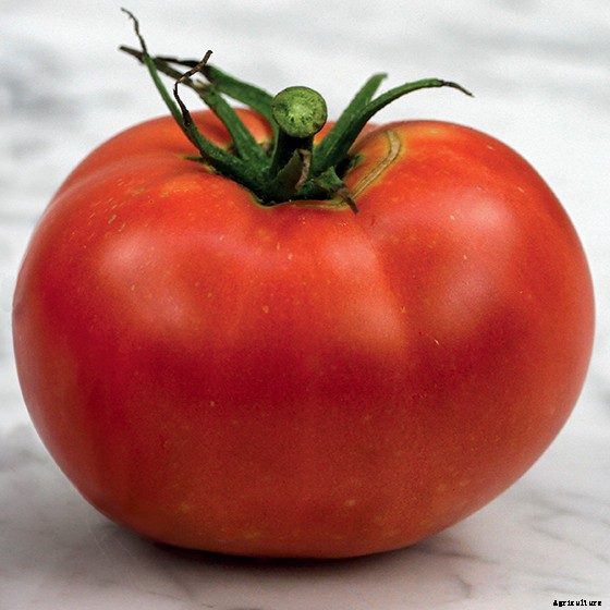 15 Ag & Culinary Pros Share Their Favorite Heirloom Tomatoes