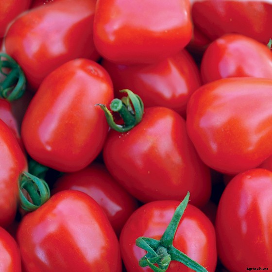 15 Ag & Culinary Pros Share Their Favorite Heirloom Tomatoes