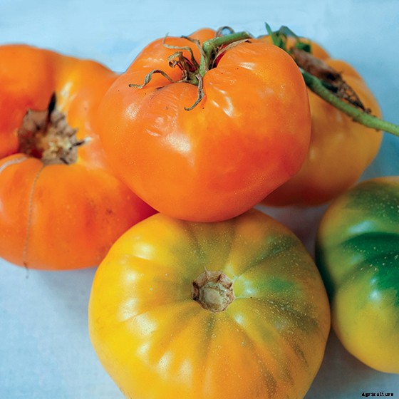 15 Ag & Culinary Pros Share Their Favorite Heirloom Tomatoes
