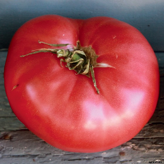 15 Ag & Culinary Pros Share Their Favorite Heirloom Tomatoes