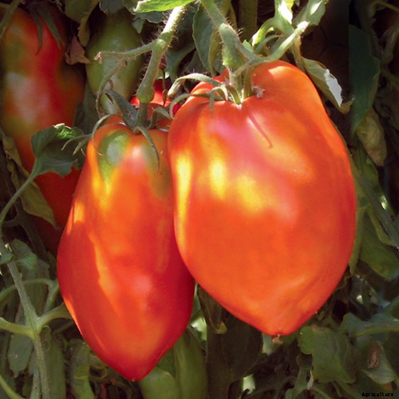 15 Ag & Culinary Pros Share Their Favorite Heirloom Tomatoes