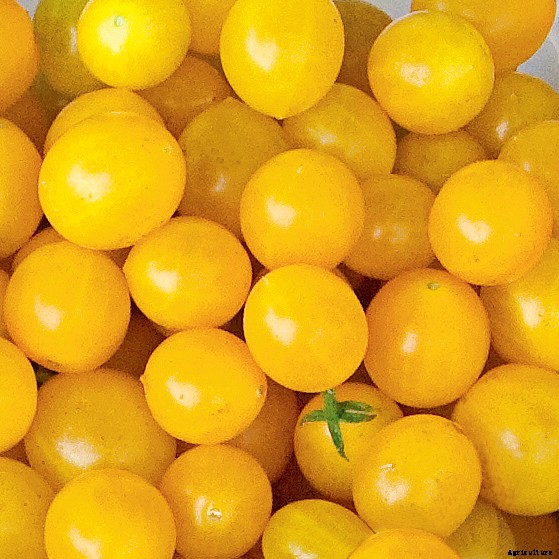 15 Ag & Culinary Pros Share Their Favorite Heirloom Tomatoes