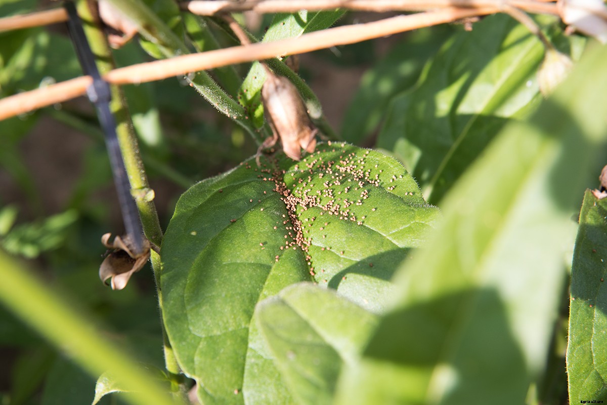 Meet Ken Greene: A Book Worm With a Green Thumb:and a Passion for Seed Preservation