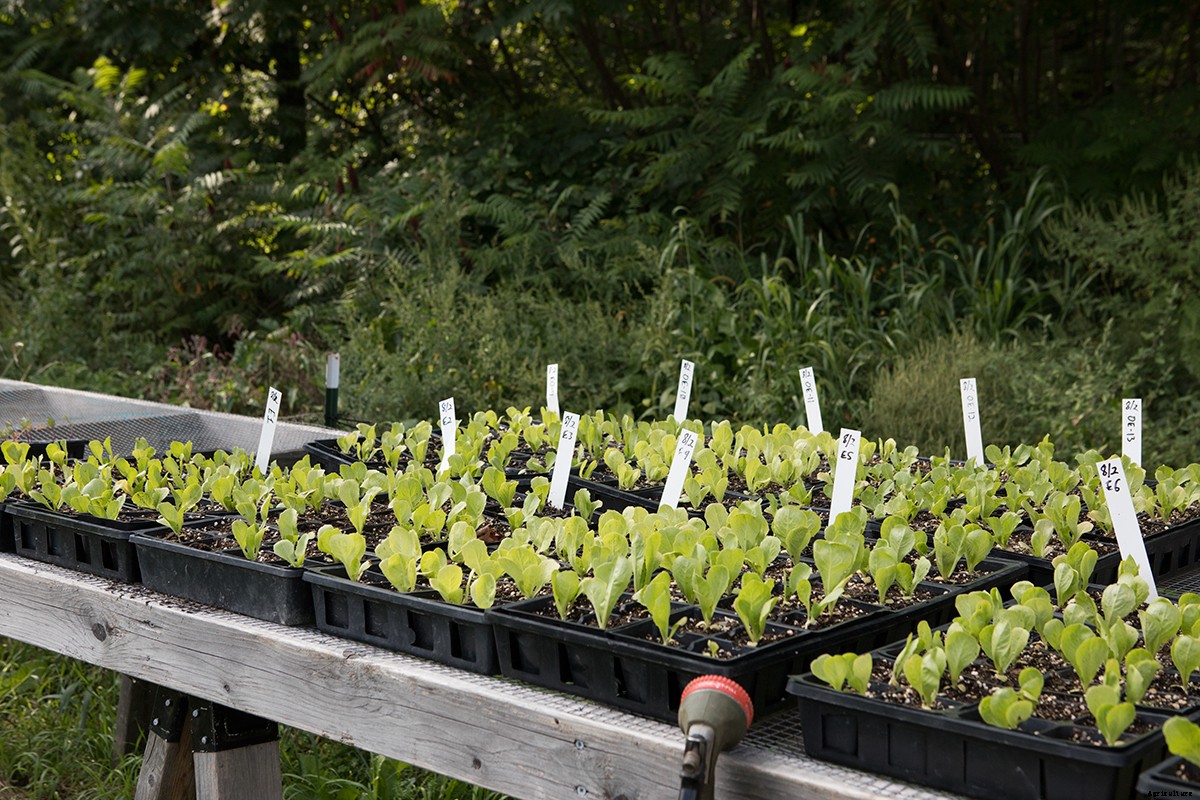 Meet Ken Greene: A Book Worm With a Green Thumb:and a Passion for Seed Preservation