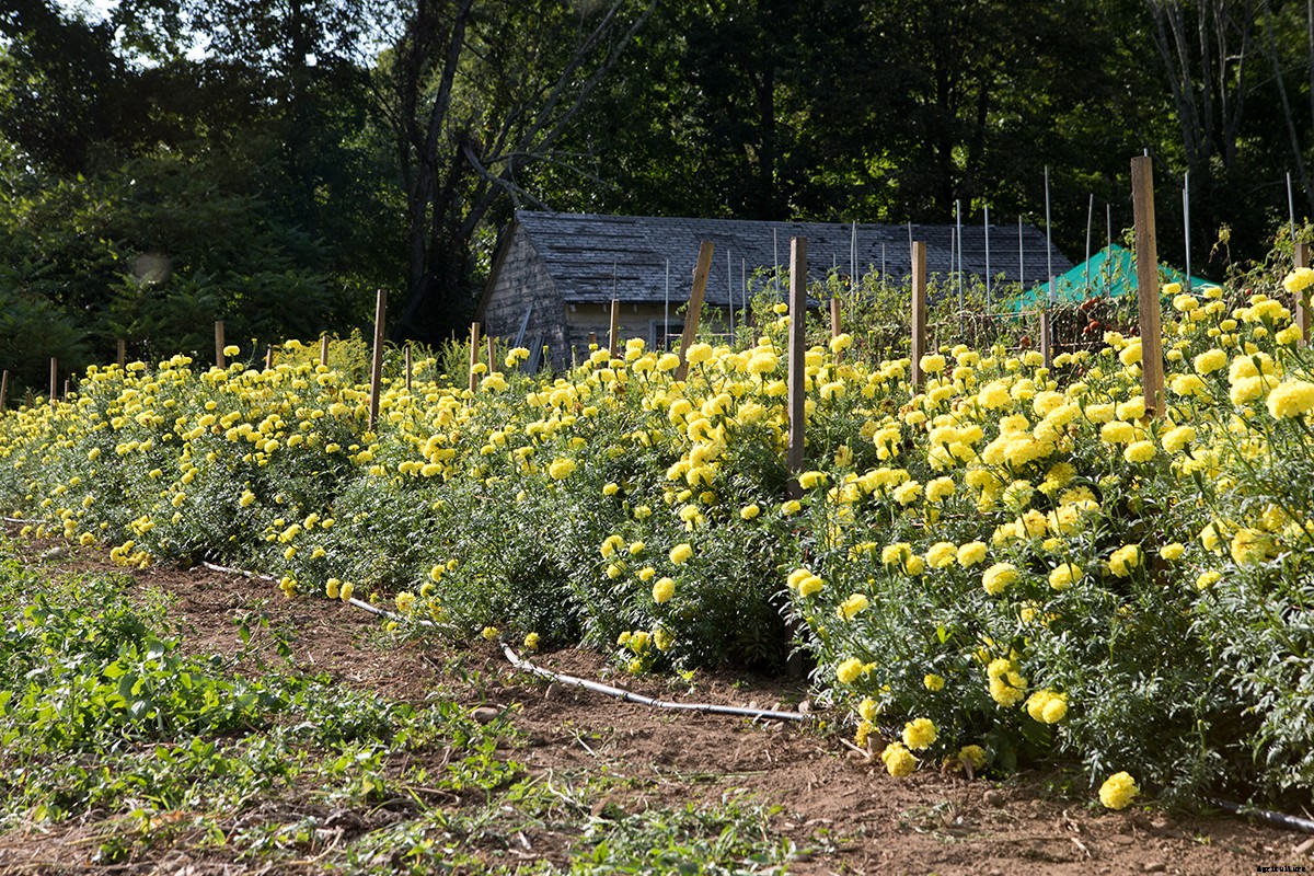 Meet Ken Greene: A Book Worm With a Green Thumb:and a Passion for Seed Preservation