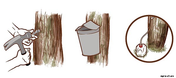 How to Tap Trees for Syrup