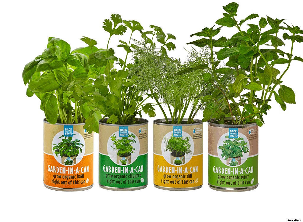 10 Last Minute Gifts for the Plant Lover in Your Life