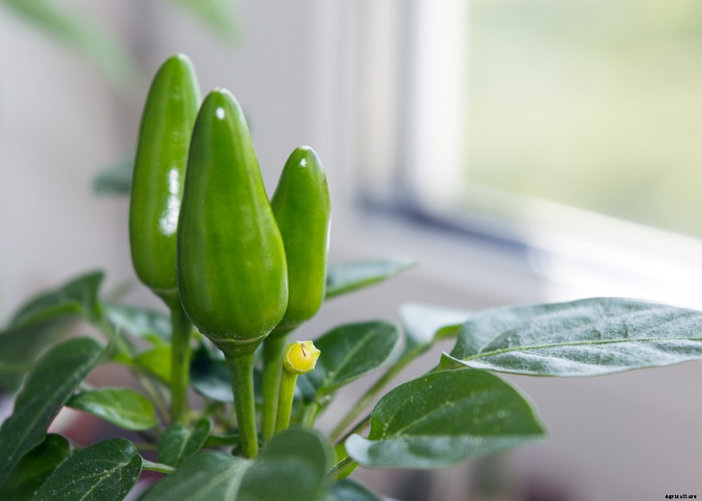 How to Grow a Winter Kitchen Garden