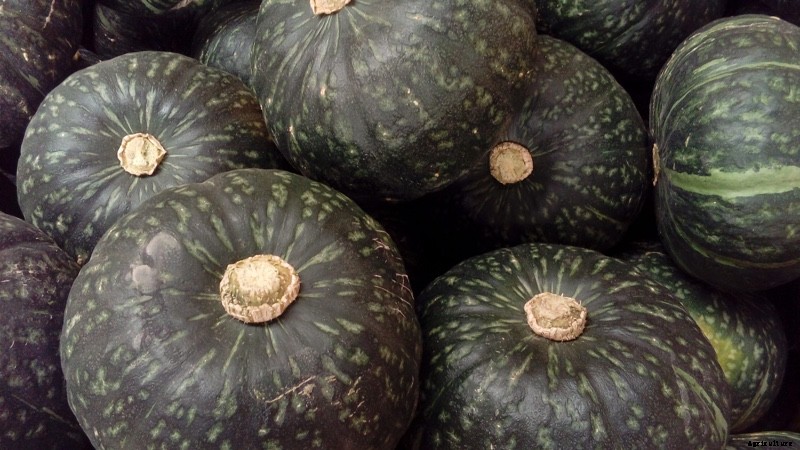 The Modern Farmer Guide to Winter Squash Varieties