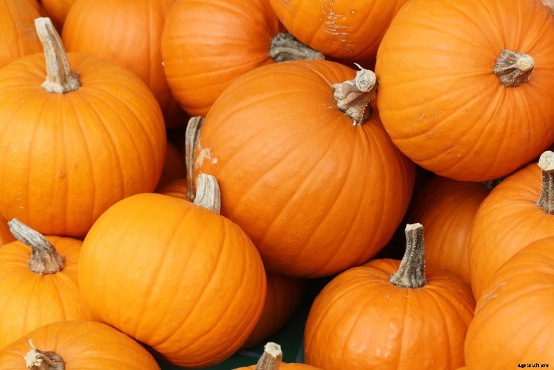 The Modern Farmer Guide to Winter Squash Varieties