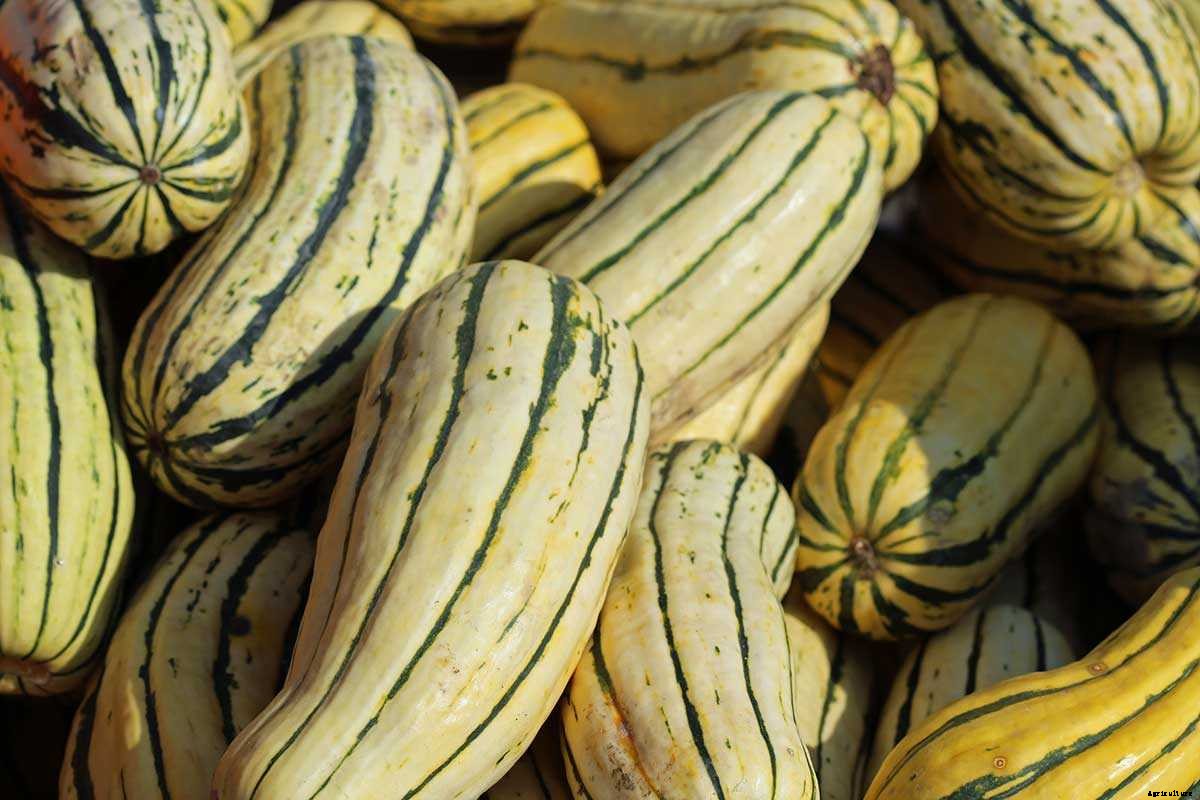The Modern Farmer Guide to Winter Squash Varieties