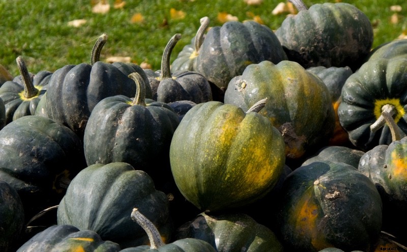 The Modern Farmer Guide to Winter Squash Varieties