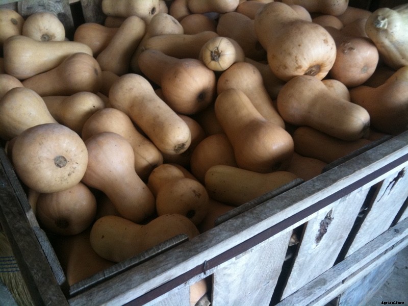 The Modern Farmer Guide to Winter Squash Varieties