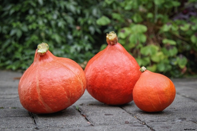 The Modern Farmer Guide to Winter Squash Varieties