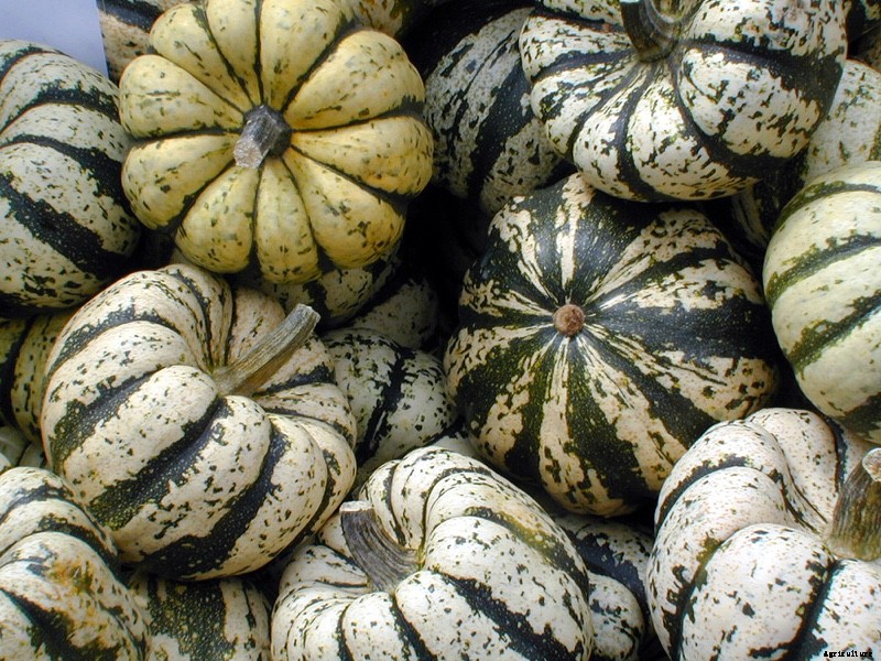The Modern Farmer Guide to Winter Squash Varieties