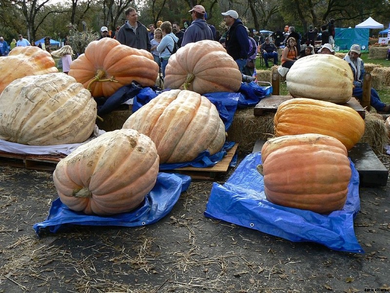 The Modern Farmer Guide to Winter Squash Varieties