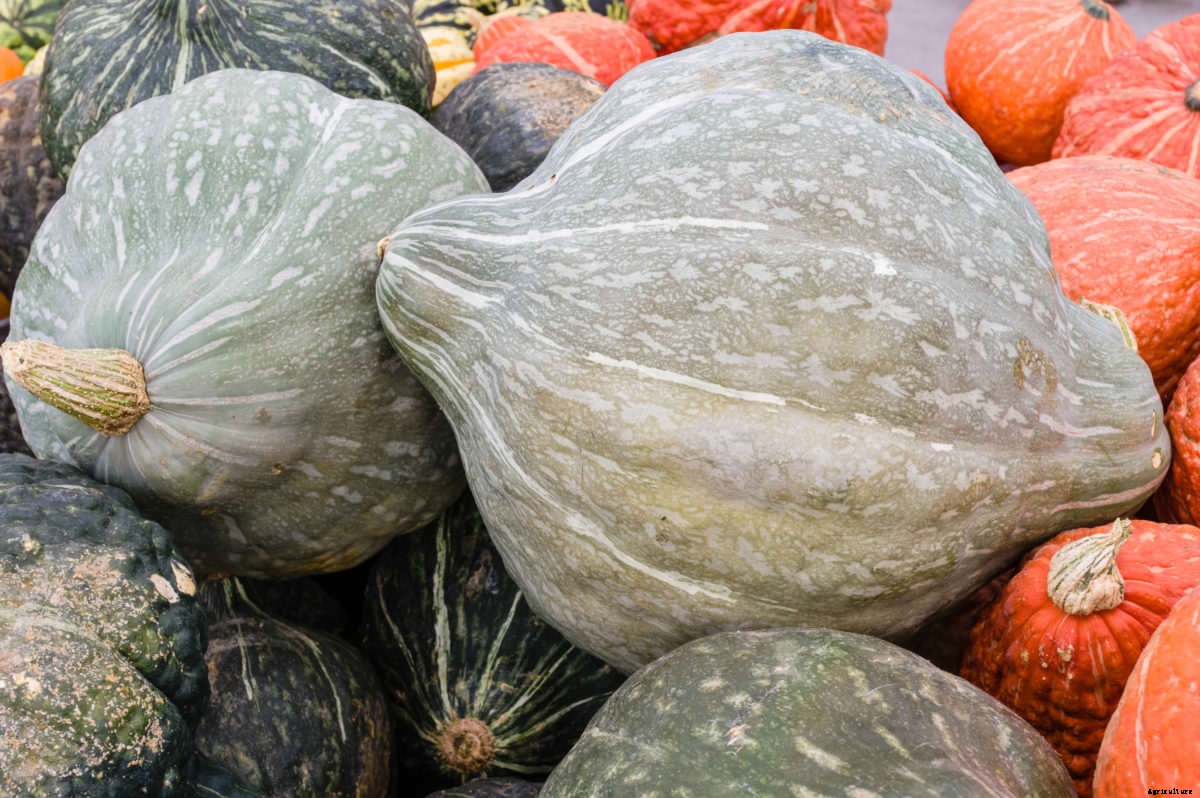 The Modern Farmer Guide to Winter Squash Varieties
