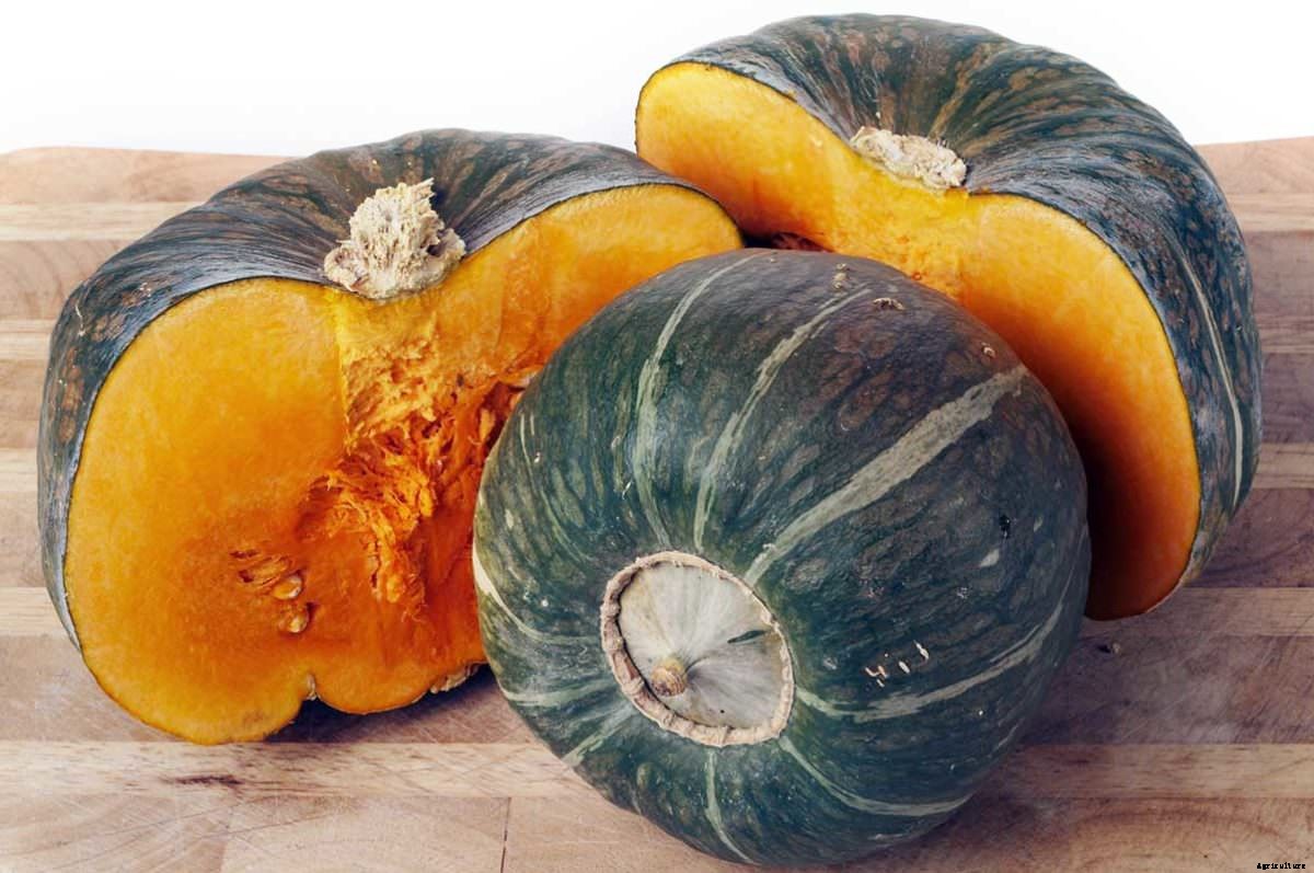 The Modern Farmer Guide to Winter Squash Varieties