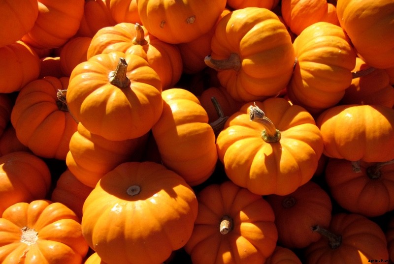 The Modern Farmer Guide to Winter Squash Varieties
