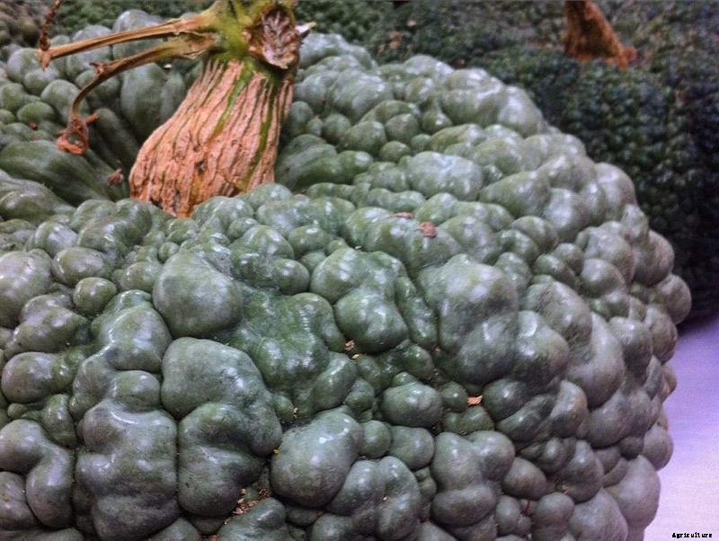 The Modern Farmer Guide to Winter Squash Varieties