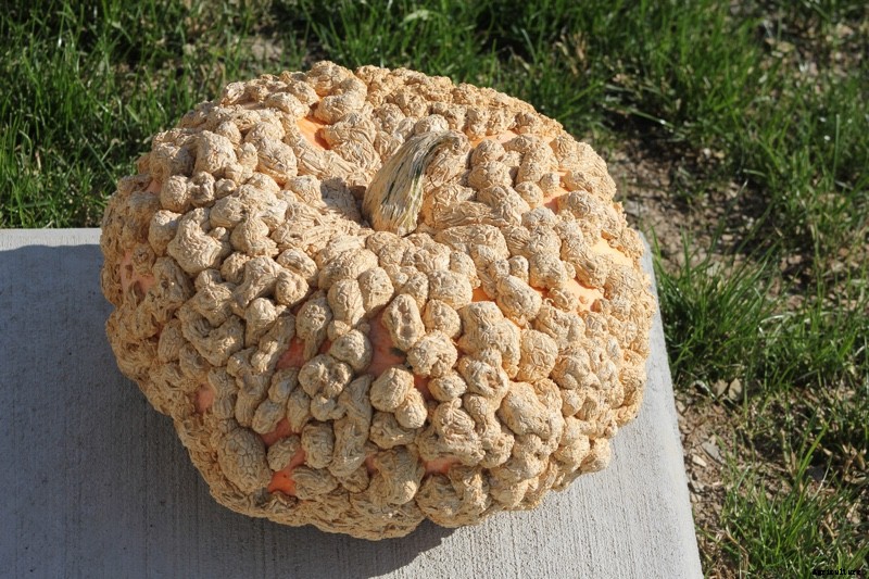 The Modern Farmer Guide to Winter Squash Varieties