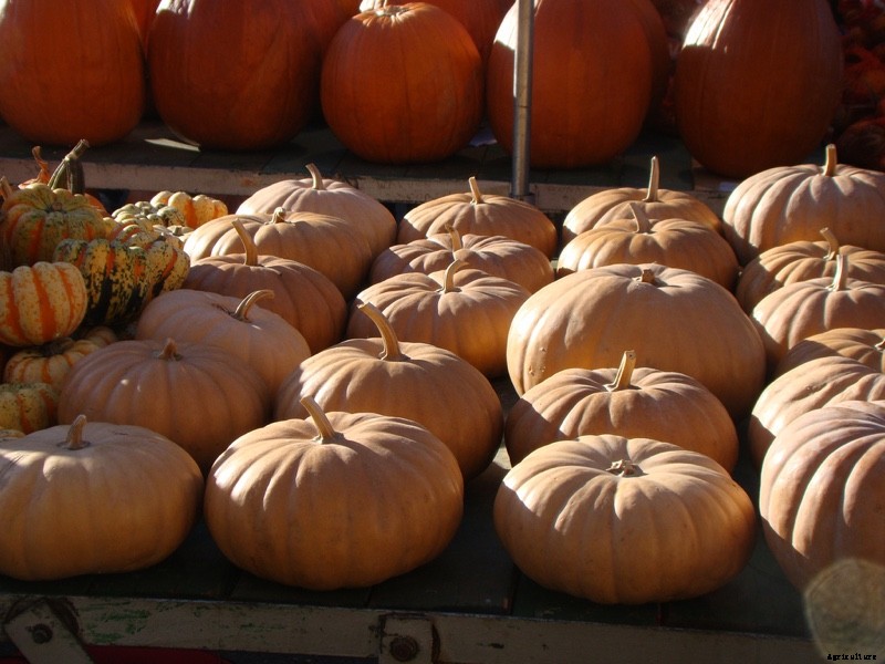 The Modern Farmer Guide to Winter Squash Varieties
