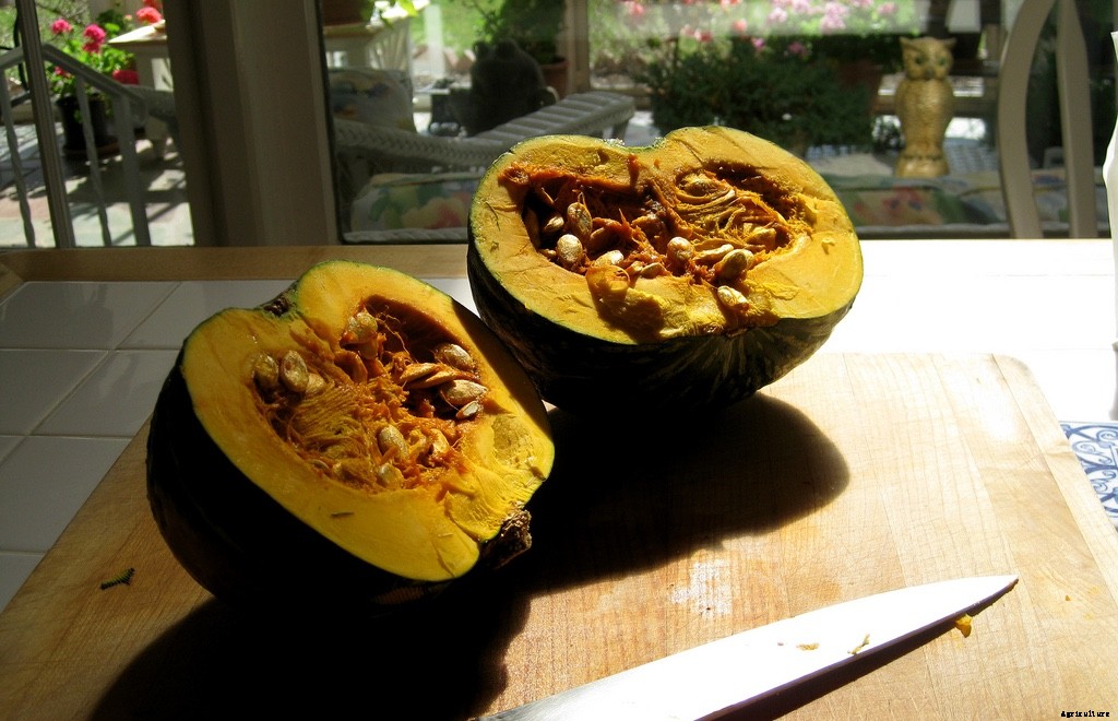 The Modern Farmer Guide to Winter Squash Varieties